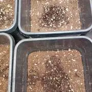 Blackberry Moonrocks Auto ANS
