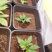 Smashberry Fumez Auto Anesia Seeds