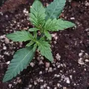 North Thunderfuck Auto RQS