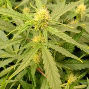 Space Cookies Auto Delicious Seeds