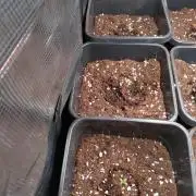 Grape Pop Rocks Auto Anesia Seeds