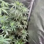 Wedding Cake Auto Barneys Farm