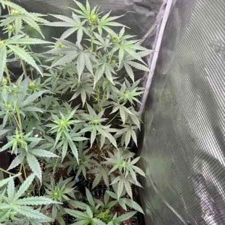 Wedding Cake Auto Barneys Farm