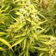 Apple Strudel Auto Fastbuds