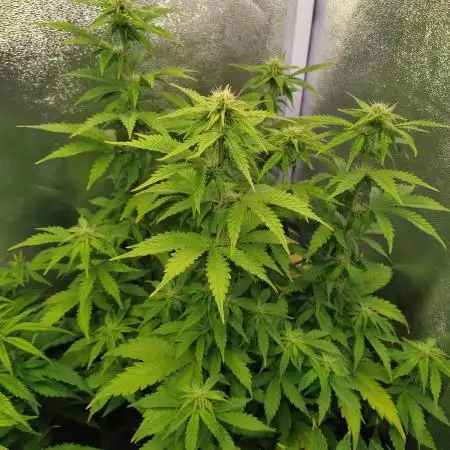 Gelonade Auto Zamnesia