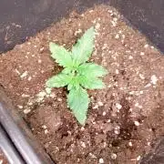 Purple Lemonade Auto RF3 Fastbuds