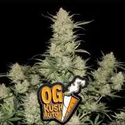 OG Kush Auto Fastbuds
