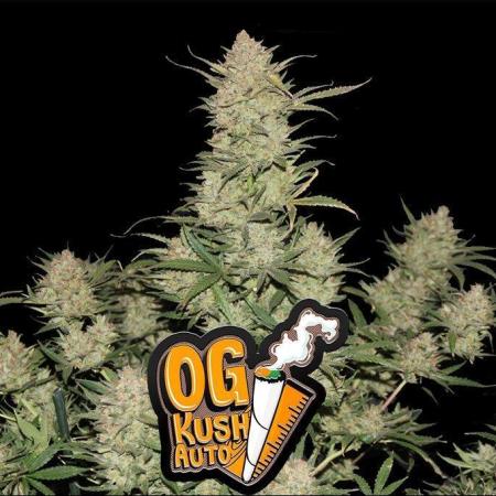 OG Kush Auto Fastbuds