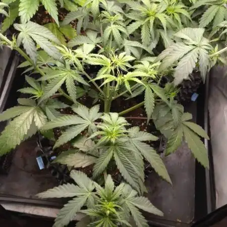 Fat Banana Auto RQS
