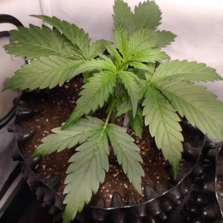 Cookies Gelato Auto RQS