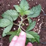 Sticky Broccoli Auto ZMA Eternity Cup'26