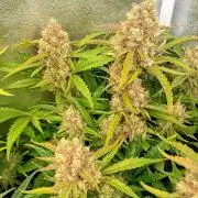 Space Cookies Auto Delicious Seeds