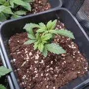 Strawberry Cheesecake Auto Barneys Farm