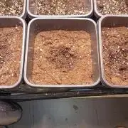 Smashberry Fumez Auto Anesia Seeds