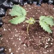 Purplematic CBD Royal Queen Seeds