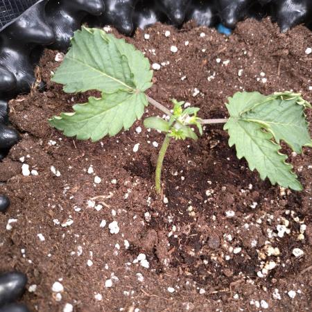 Purplematic CBD Royal Queen Seeds