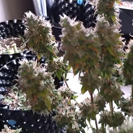 Pink (Purple) Runtz Auto RQS