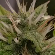 Purple Lemonade Auto RQS