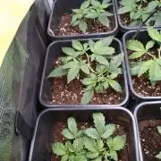 Grape Pop Rocks Auto Anesia Seeds