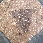 Grape Ape Auto Royal Queen Seeds