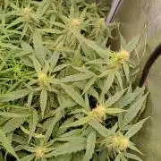 Epsilon F1 Royal Queen Seeds