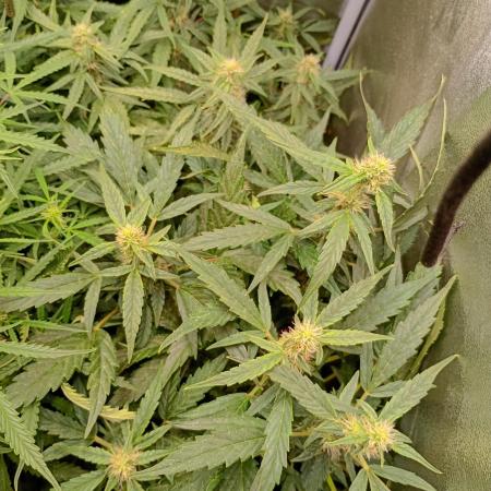 Epsilon F1 Royal Queen Seeds