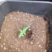 Mendo Guava Auto Fastbuds