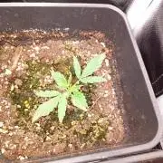 Sundae Frost Auto Fastbuds
