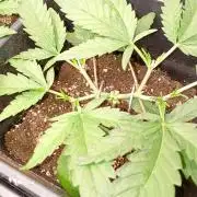 Space Cookies Auto Delicious Seeds