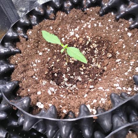 Cherry Cola RF3 Auto Fastbuds