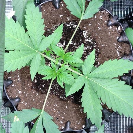 Permanent Marker Zamnesia