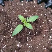 Thin Mint x Sour Pinot Auto Barneys Farm
