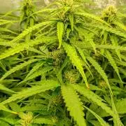 Glowberry Rush Auto Anesia Seeds