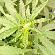 Space Cookies Auto Delicious Seeds