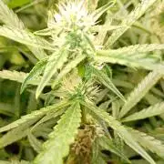 Green Gelato Auto RQS