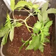 Glowberry Rush Auto Anesia Seeds