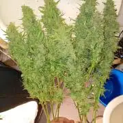 Big Bud Auto Fastbuds