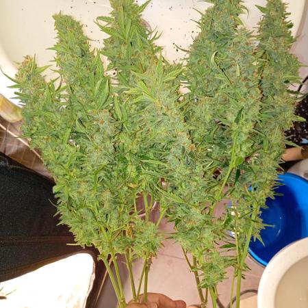 Big Bud Auto Fastbuds