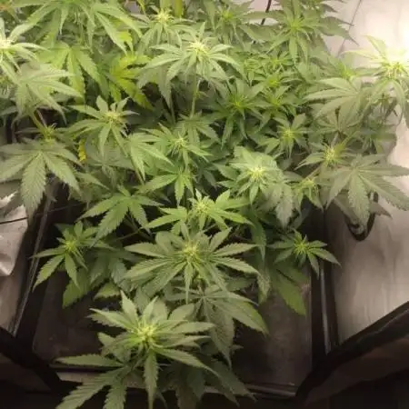 Fat Banana Auto RQS