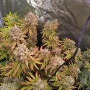 Pink (Purple) Runtz Auto RQS