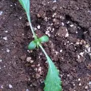 Sticky Broccoli Auto ZMA Eternity Cup'26