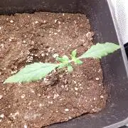 Banana Cherry Cookies Auto Fastbuds