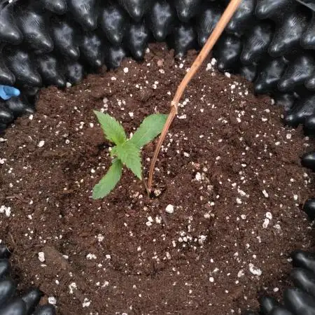 Guava Auto Fastbuds