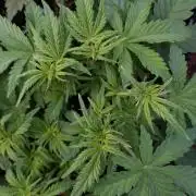 Grape Pop Rocks Auto Anesia Seeds