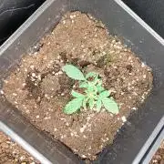 Sundae Frost Auto Fastbuds