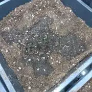 Green Gelato P#1 Royal Queen Seeds