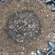 Permanent Marker Zamnesia