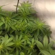 Green Gelato Auto RQS