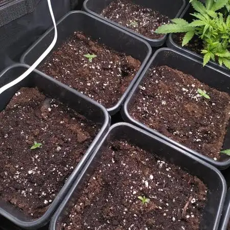 RF3 Auto Mixpack Fastbuds