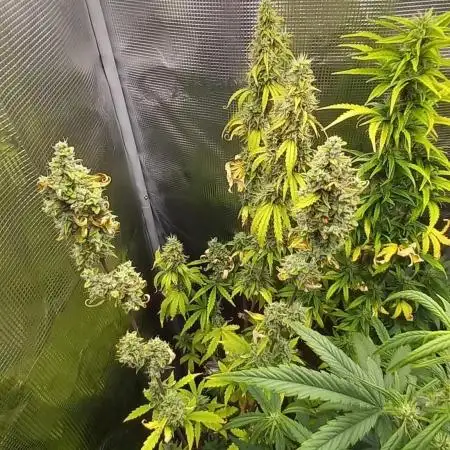 Blueberry Zkittlez Auto Sensi Seeds